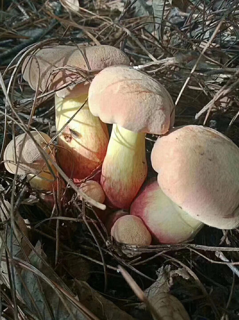 云南非人工种植食用菌新鲜洗冻大脚菇产地直销白葱牛肝菌冻品批发