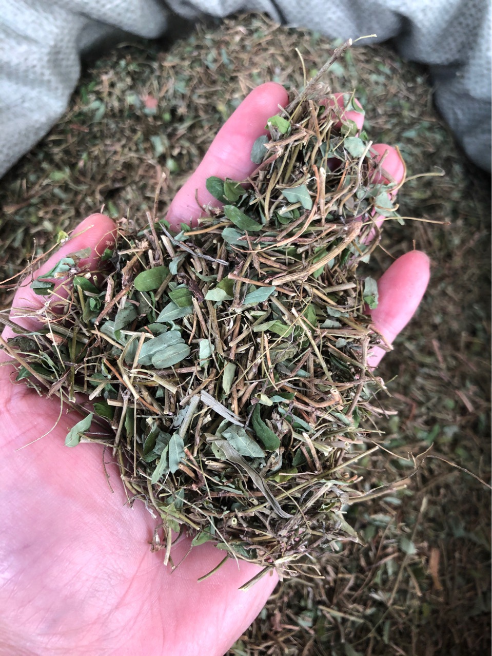 相思藤 中药材新货 广西土甘草 相思叶 相思藤茶