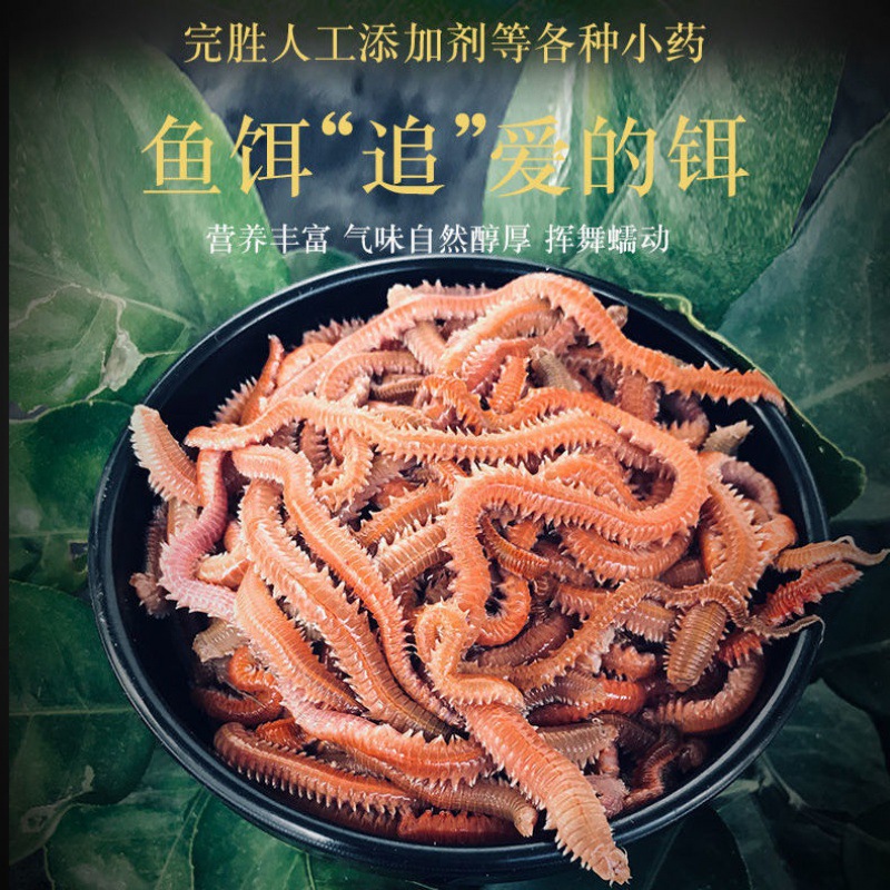 红虫鲜活活沙蚕海钓鱼饵海蜈蚣海鲈鱼路亚饵海蚂蟥海虫海沙蚕包邮