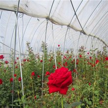 大量出售玫瑰 庭院阳台盆栽观赏花卉 花镜花坛材料