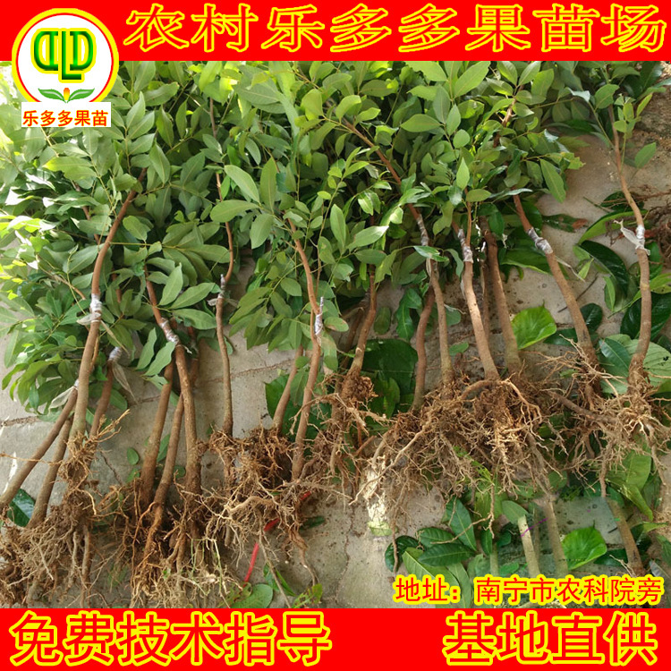 嫁接石硖龙眼苗桂圆苗32号裸根石硖龙眼树苗广西果树苗批发