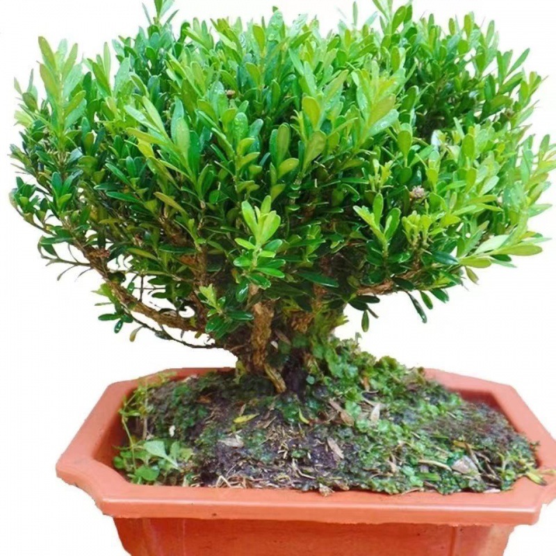 名贵雀舌黄杨盆景树桩绿植四季常青办公室小叶熟桩黄杨木盆栽包邮