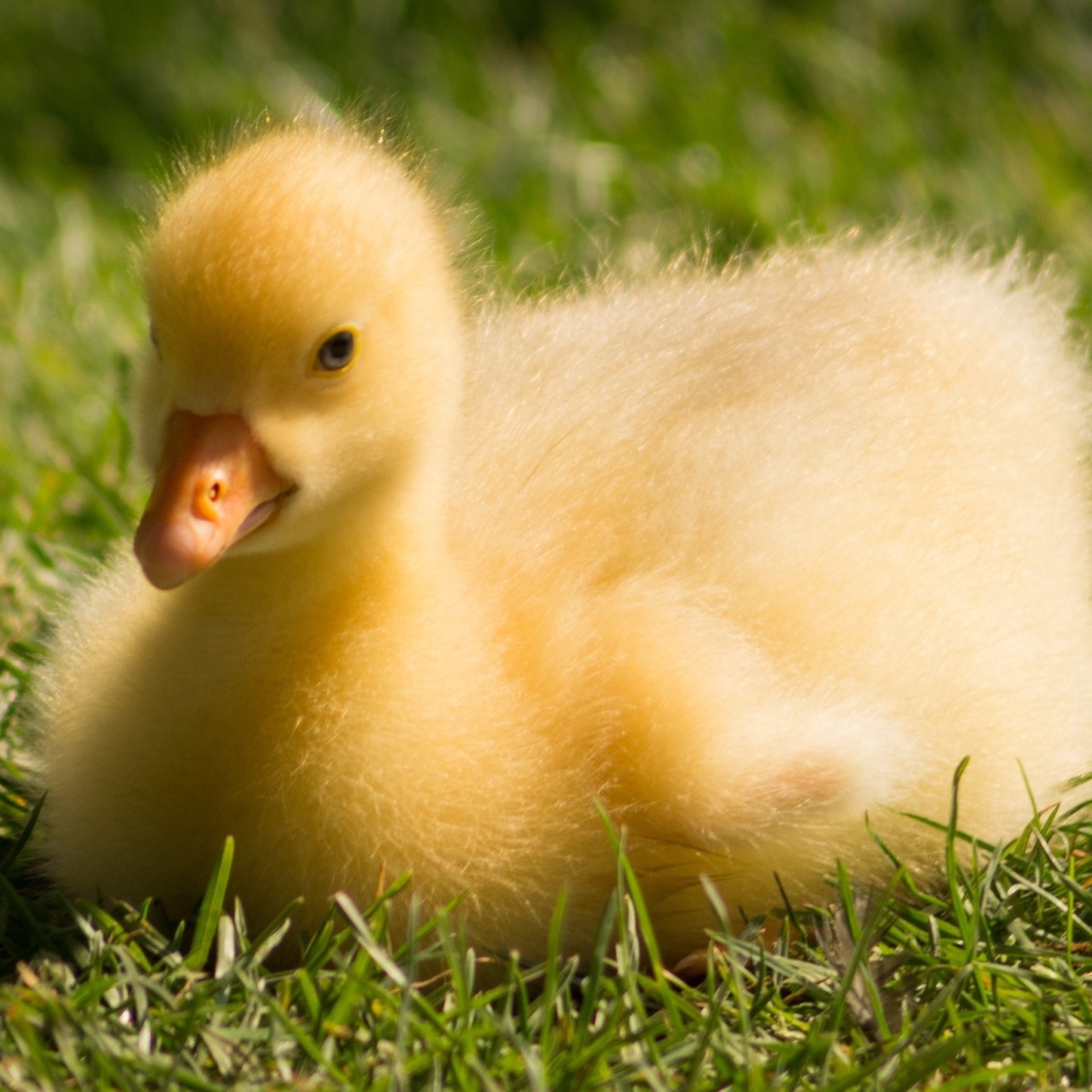 小鹅活苗大种白鹅三花鹅浙东白鹅皖西鹅四季白鹅高产蛋鹅狮头鹅苗