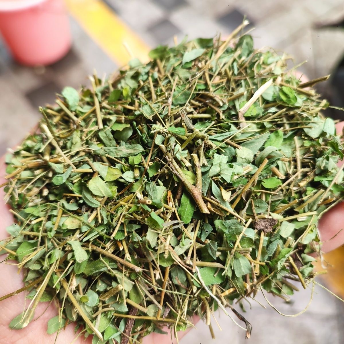 广西鸡骨草有梗有叶子鸡骨草相思藤茶袋泡茶养生茶甜茶其他-阿里巴巴