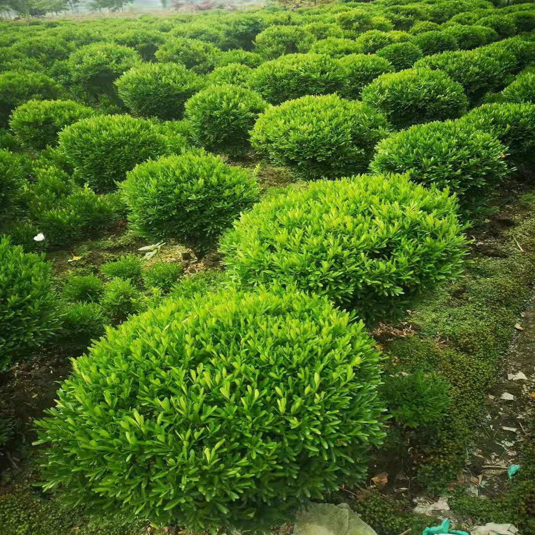基地大量出售瓜子黄杨球小叶黄杨球适用于道路绿化庭院花台种植