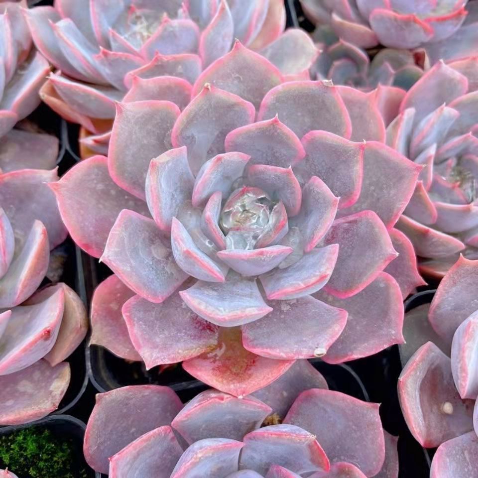 菲欧娜多肉 花卉基地自产自销新手好养桌面绿植盆栽 多肉植物批发