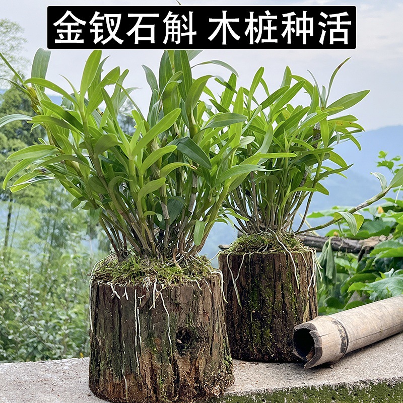 种石斛的材料带木桩种植成活发货贵州家用花苗石斛铁皮盆栽盆景