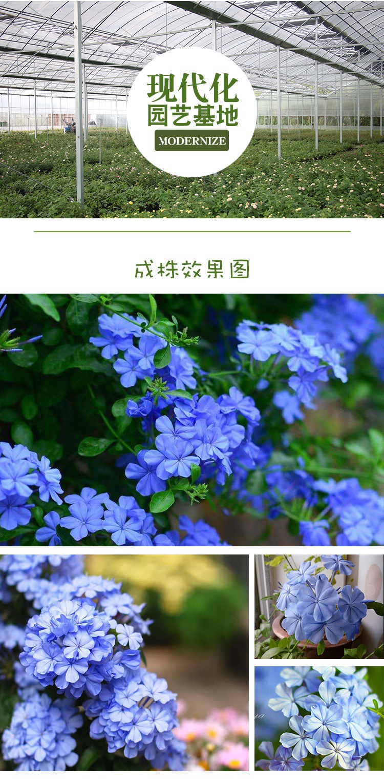 蓝雪花盆栽大苗爬藤花卉绿植物室内阳台庭院多年生四季开花易活