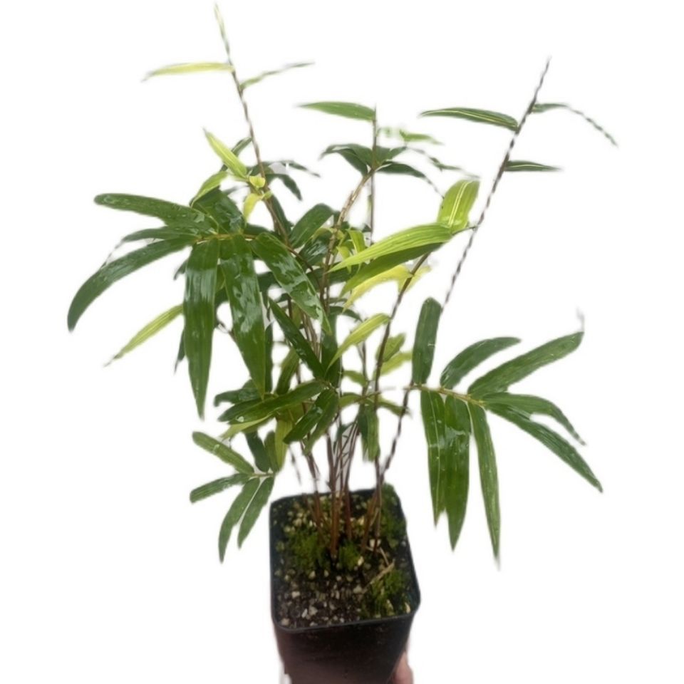 红竹红观音竹矮化竹子小绿植盆栽稀有品种书房竹盆景办公桌