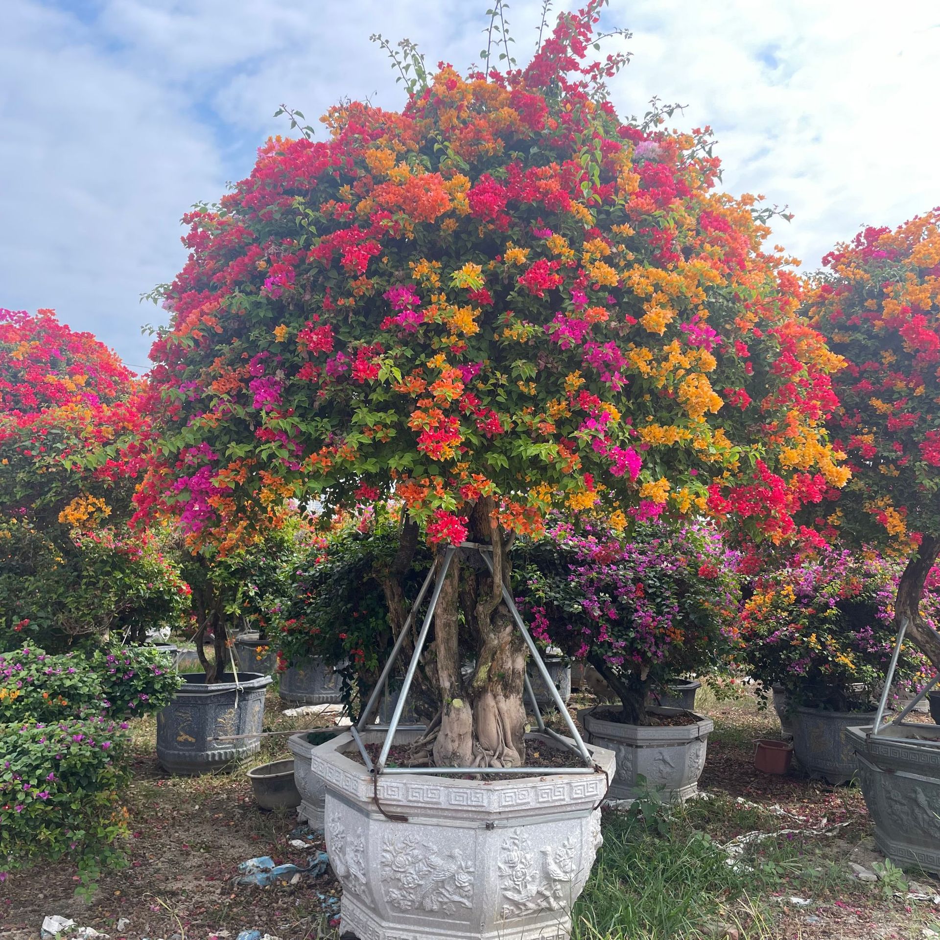 多色造型三角梅桩景批发 泰国五雀勒杜鹃价格颜色品种齐全三角梅