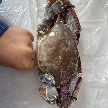 梭子蟹鲜冻特大野生西非蓝蟹海鲜新鲜冷冻大螃蟹满肉批发大货带黄