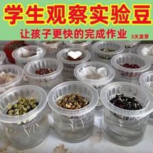 兒童用品学生幼儿园观察植物水培豆子红生长科学儿童盆栽实验作业