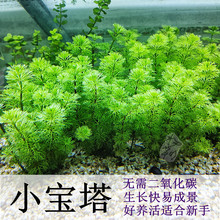 小宝塔水草鱼缸草缸造景植物真草活阴性新手增氧生长快后景好养金