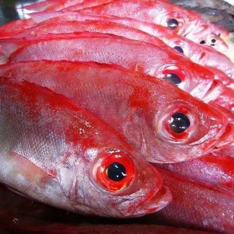 广东石斑鱼-广东石斑鱼厂家,品牌,图片,热帖-阿里巴巴