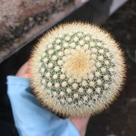 白美人实生5-6cm掌形仙人球鲜花盆栽多肉玫瑰多肉