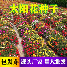 【太阳花种子】网红太阳花种子开花机器阳台庭院的野花组合种子