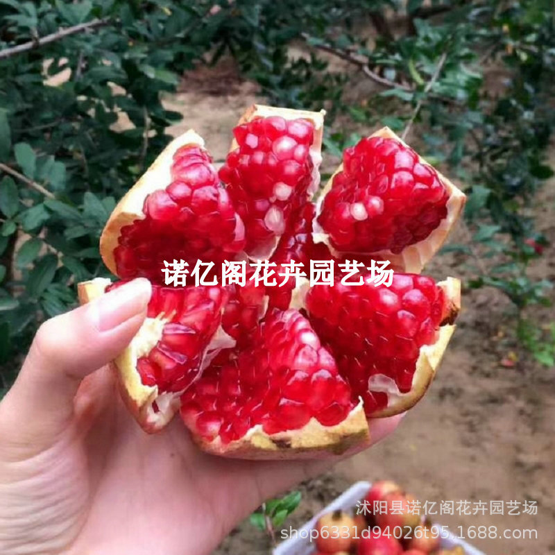 特大无籽石榴树苗新品种植软籽红石榴南北方种植盆栽地栽当年结果