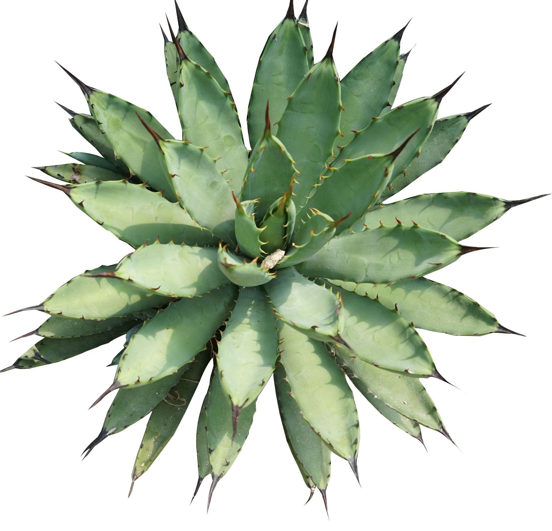 绿肌八荒殿 龙舌兰沙生植物 花园景观搭配点缀 多肉植物 组合盆栽