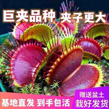 夹捕蝇食人花驱蚊植物捕虫捕蚊猪笼毛膏菜室内阳台绿植厂厂厂厂