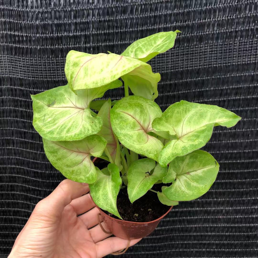 【基地直供】90#黄金童子 (合果芋)墙体绿化工程 室内盆栽花卉