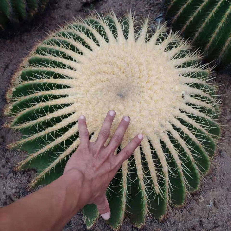 0成交0件龙海市九湖永泰花果经营部4年相似超大仙人球美虎仙人球狂刺