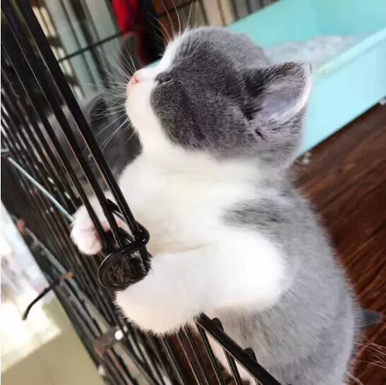 ly纯种英短蓝猫活体蓝白英短猫幼猫矮脚猫折耳小猫活物宠物猫咪幼