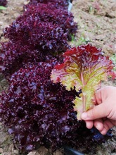 紫叶生菜种子种籽种孑大全冬天紫色蔬菜红叶四季罗马青菜南方盆栽