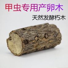 甲虫攀爬木造景装饰独角幼虫锹形虫兜虫产卵木树洞宠异垫材宠物