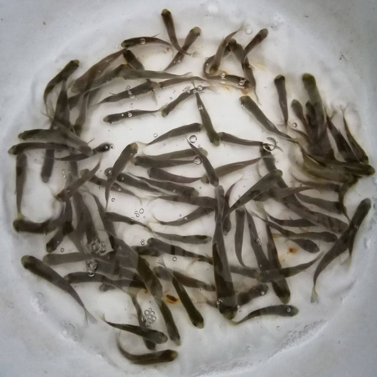 大小草鱼鱼苗活体淡水鱼塘养殖一斤半斤好养四大家鱼本地黑草鱼苗
