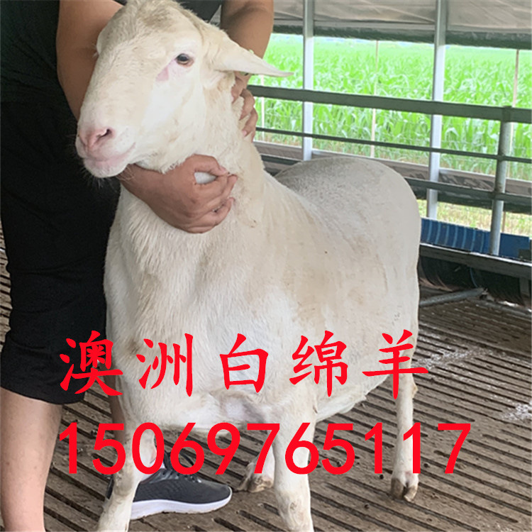 澳洲白绵羊澳洲白绵羊养殖基地澳洲白绵羊大种羊多少钱一只