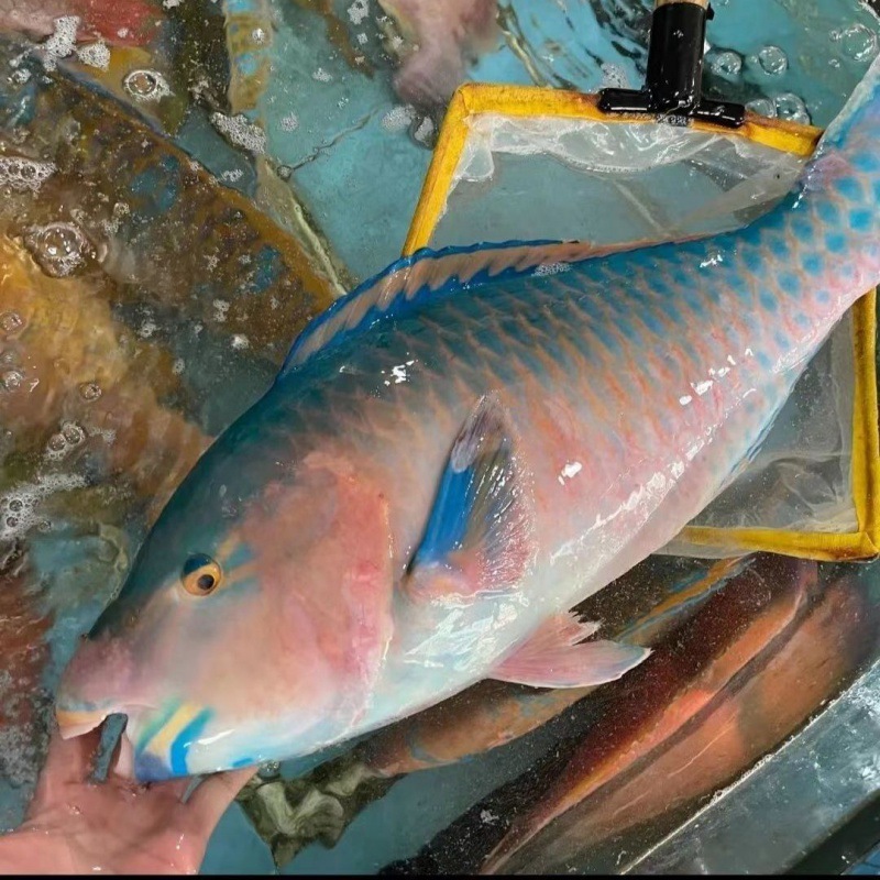 鲜活冷冻新鲜海鲜水产海捕青衣鱼彩衣鱼拿破仑鱼鹦鹉鱼
