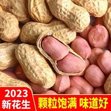 2023年带壳生花生5斤新鲜晒干高产种子薄壳炒熟原味粉红皮花生米