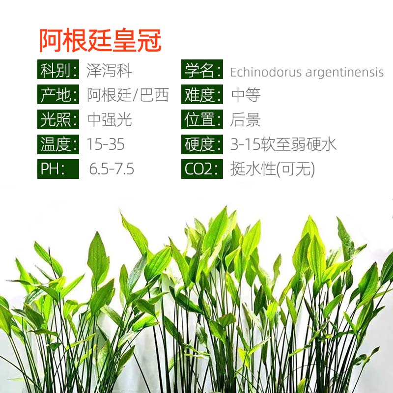 阿根廷皇冠水草出水红心皇冠草后景稀有鱼缸造景植物好养活水上