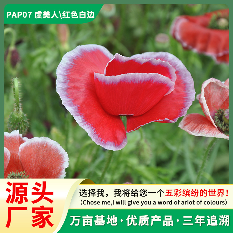 厂家直销虞美人种子一年生花种籽易活庭院阳台景观绿化花卉种子