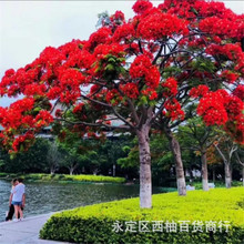 凤凰木种子 蓝花楹种子 红花楹种子树种绿化室外可播金凤树观赏树