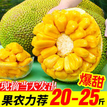 菠萝蜜海南三亚一整个新鲜水果当季黄肉木波罗蜜批发整箱包邮批发
