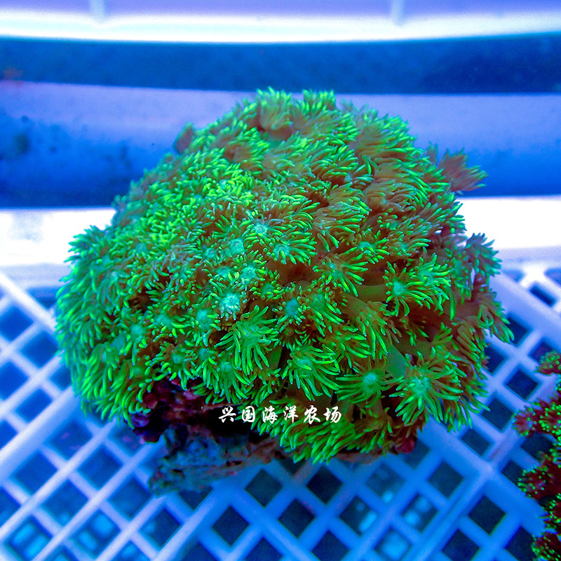 图选宝石花珊瑚 万花筒海水鱼珊瑚圆帽带骨骼小丑快递发货包活