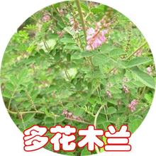 护坡草籽紫穗槐柠条刺槐银合欢高速路绿化固土多年生小灌木种子