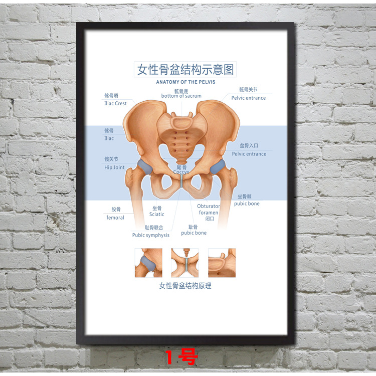 美容院产后修复塑形盆底肌骨盆腹直肌广告宣传画背景墙装饰挂画