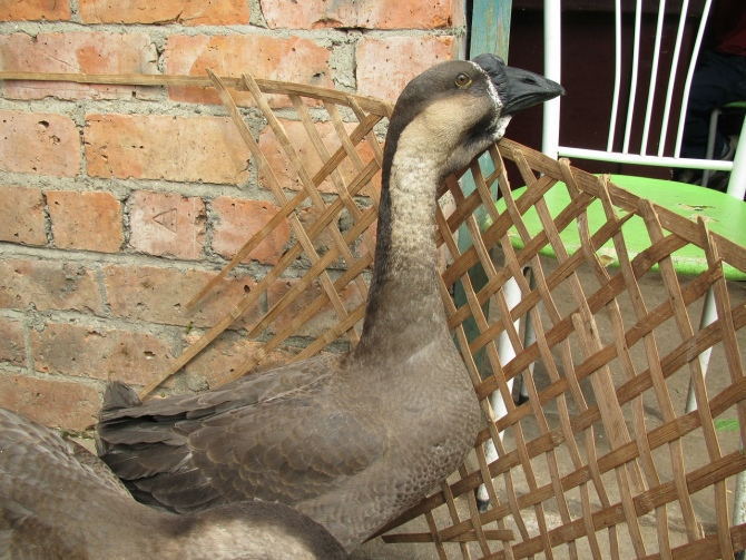 批发广东汕头狮头鹅母苗 大种鹅苗