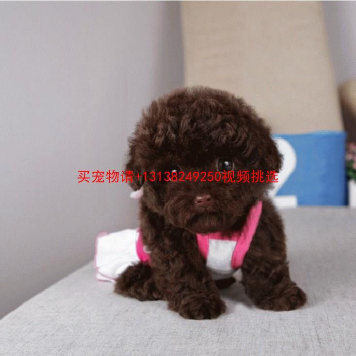 纯种灰泰迪幼犬飞耳泰迪犬长不大的狗泰迪贵宾犬小型犬宠物狗活体