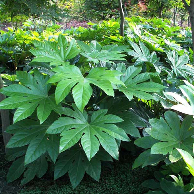 一件代发耐阴耐寒八角金盘小苗地被观叶植物好养园林绿化苗木四季