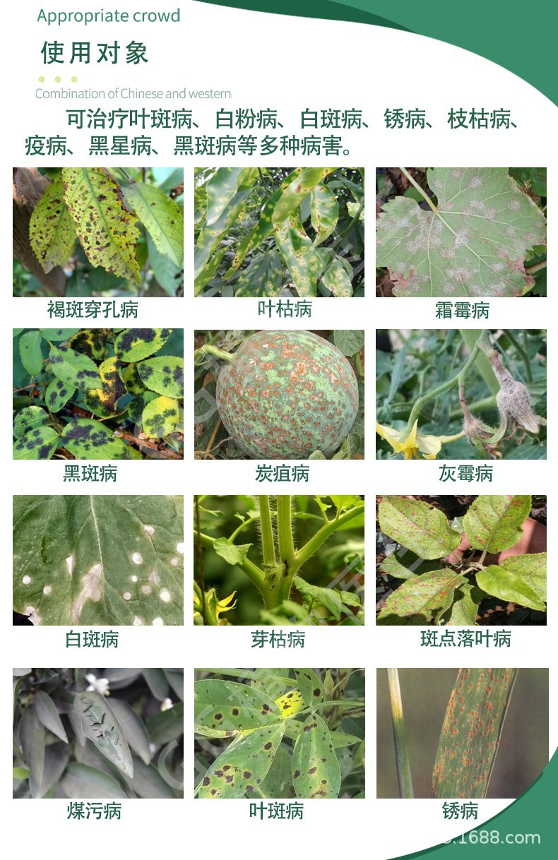 国光英纳 多菌灵代森锰锌花卉叶斑病炭疽病多肉烟煤病