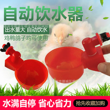 鸽子自动饮水器鹌鹑水杯鸽子水碗鹦鹉信鸽喂食器鸡鸭鹅饮水碗