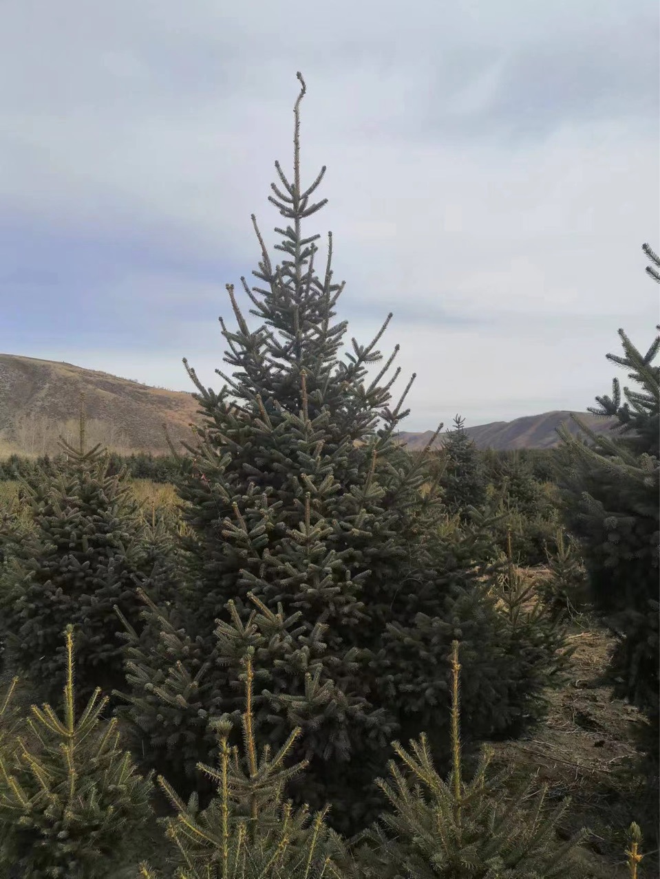 云杉价格云杉基地云杉产地云杉图片青仟云杉