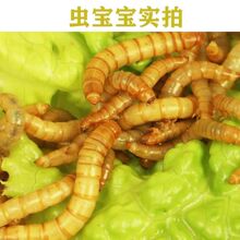 #面包虫活体黄粉虫活虫金龙鱼蝎子乌龟石蛙鸟饲料包邮