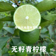 台湾四季香水柠檬树苗无籽嫁接尤力克无核青柠檬苗水果苗当年结果