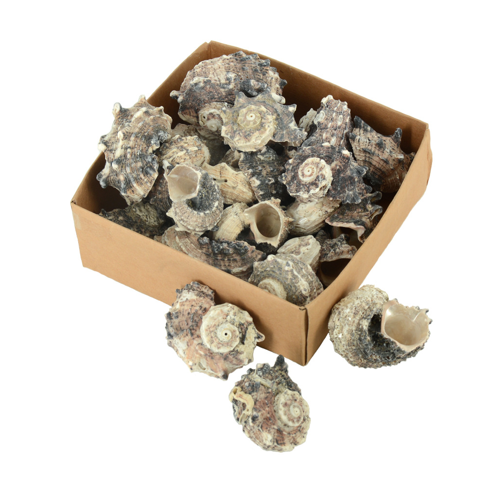 海贺饰品/礼盒装毛螺 贝壳海螺礼盒 手工饰品 亚马逊海外热销