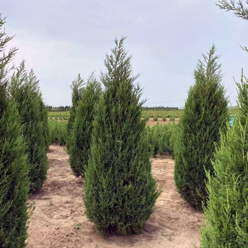 东北耐寒塔柏树苗 沈阳塔柏 塔柏造型 常绿乔木塔柏树 丹东桧柏苗