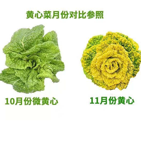 5斤现挖当季黄心菜新鲜耐寒黄心乌塌菜乌冬菜菊花心茶宝塔菜包邮